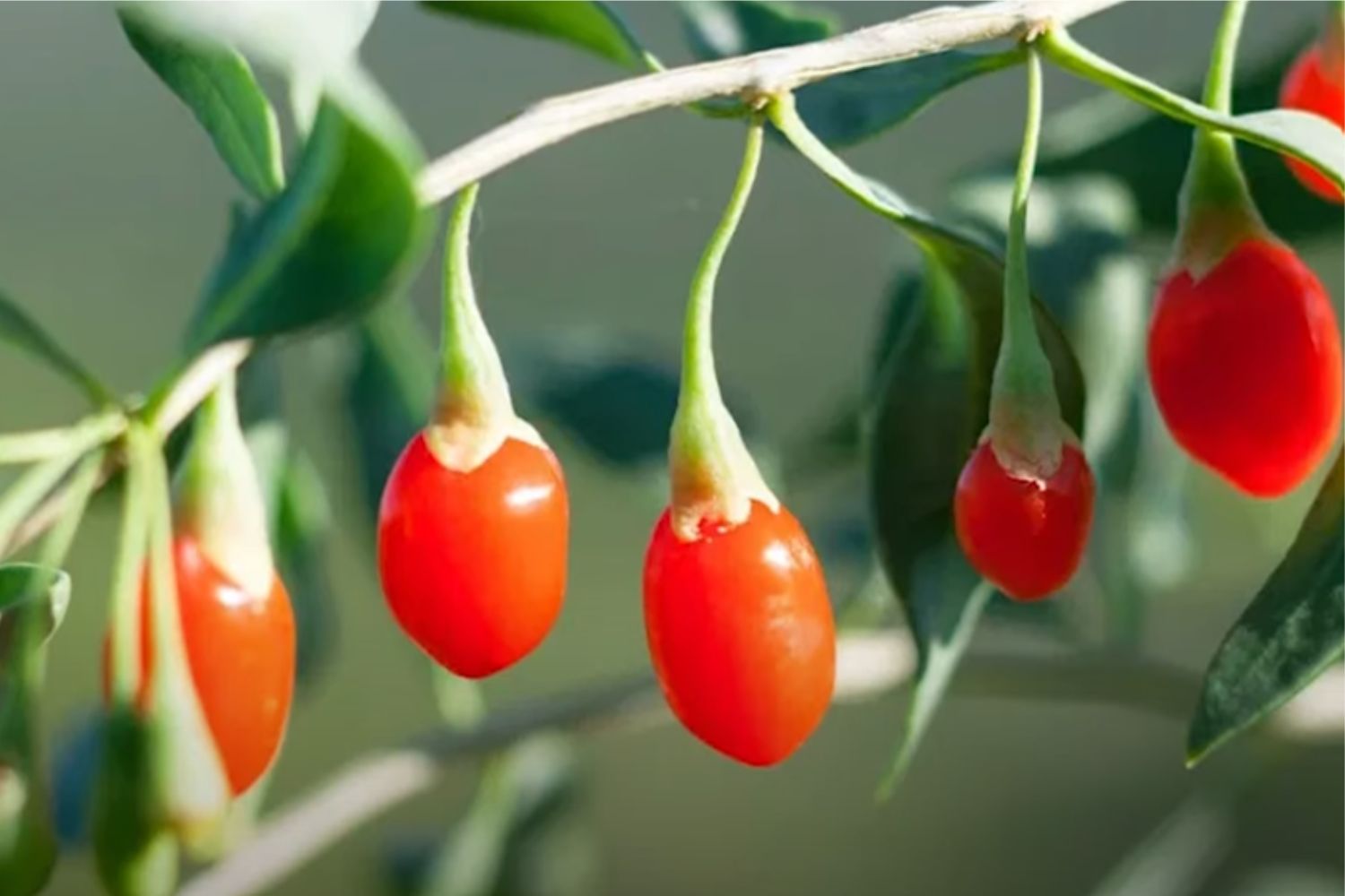 Diseño Sin Título (77)