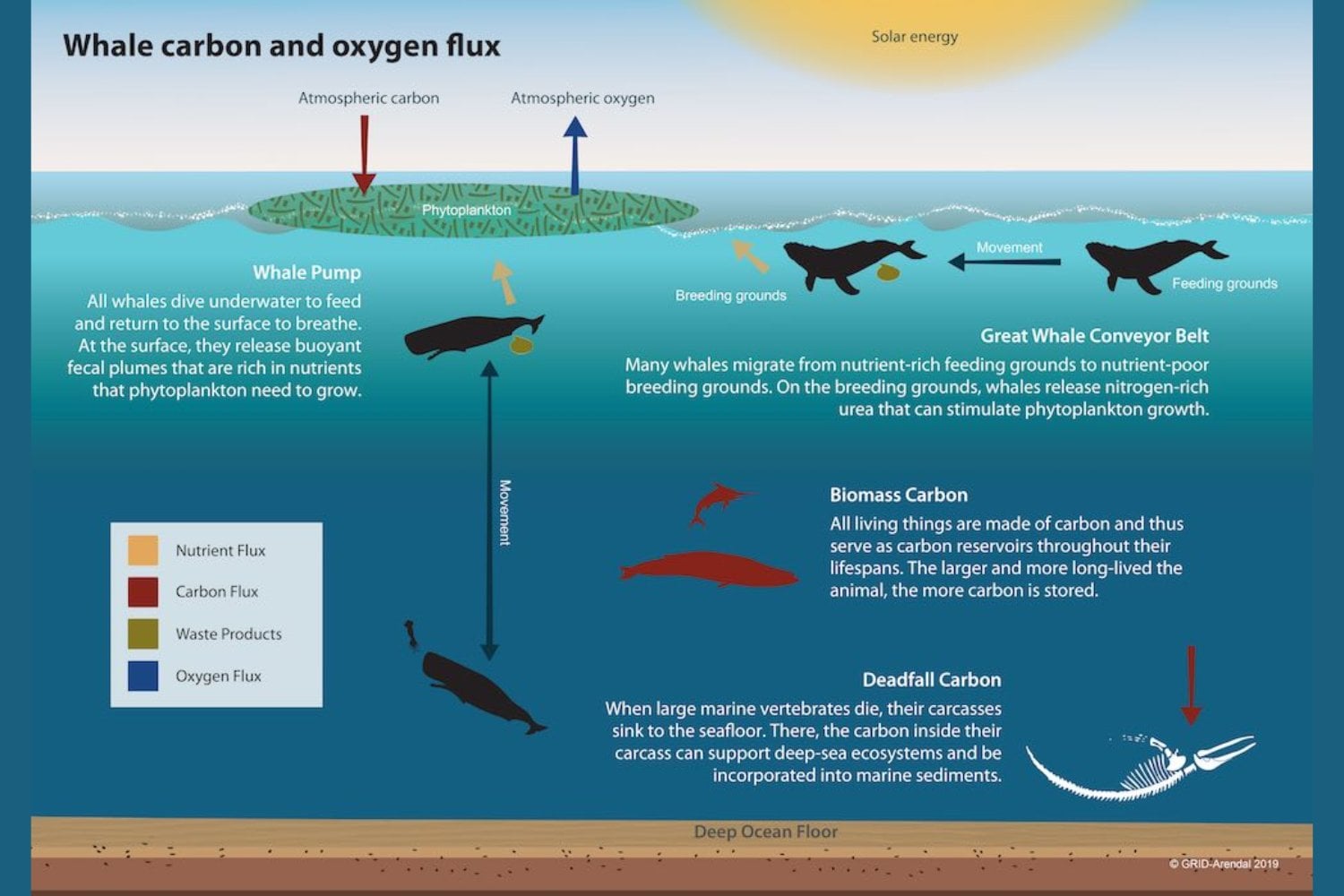 El inesperado papel de las ballenas en la lucha contra el cambio climático