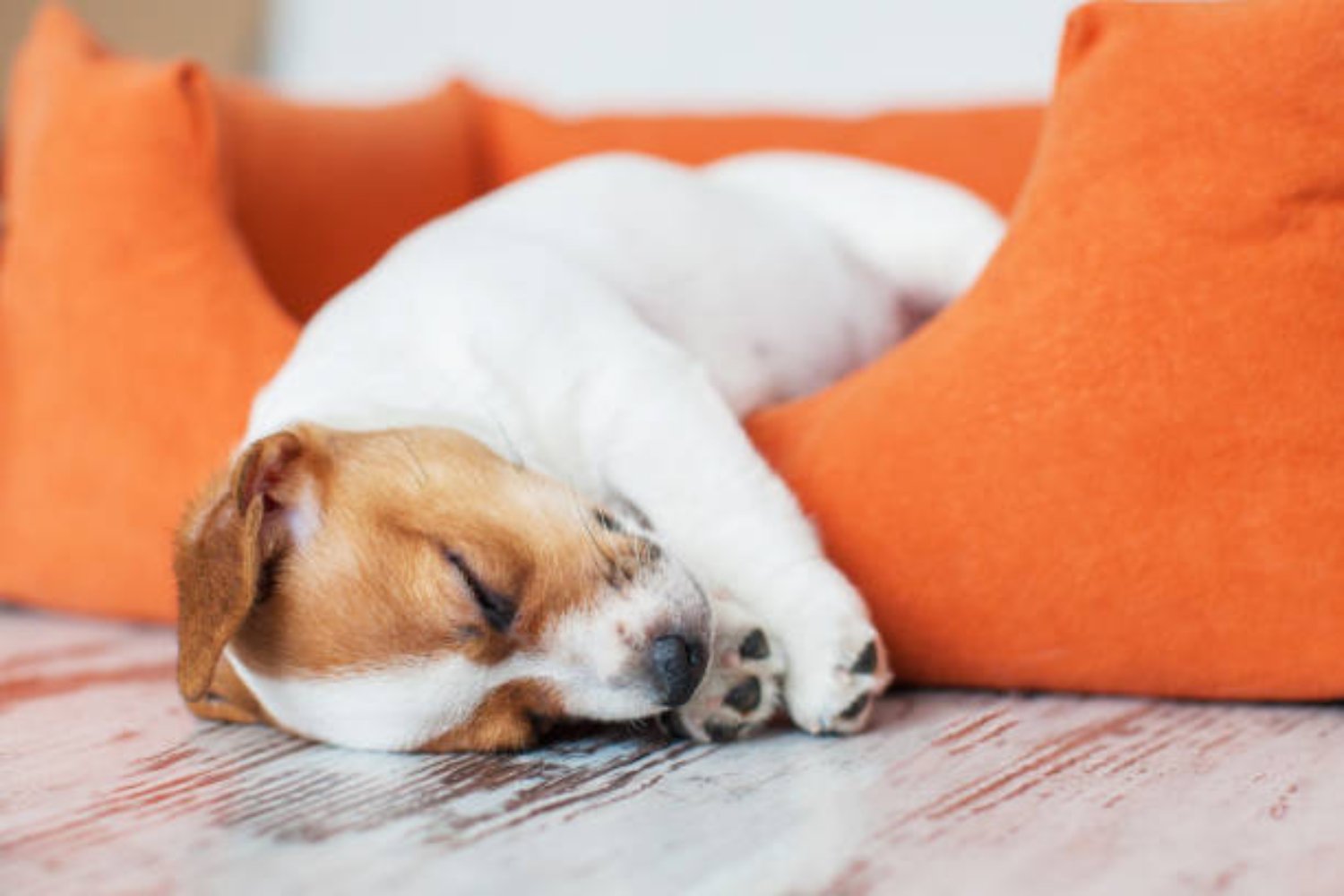 El extraño ritual de los perros antes de dormir: ¿instinto, protección o algo más?