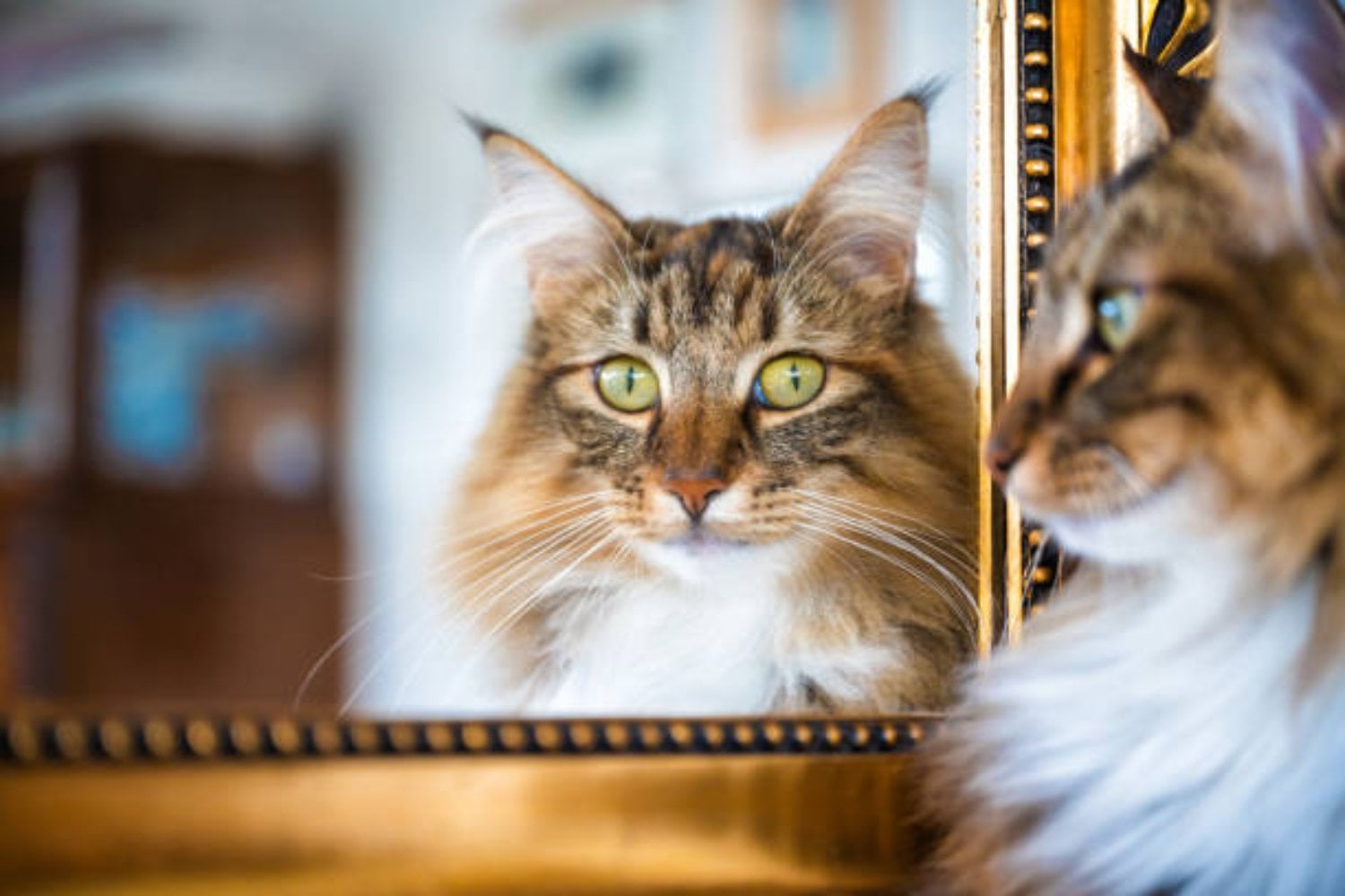 ¿Somos los únicos conscientes? La evidencia que sugiere que los animales también lo son