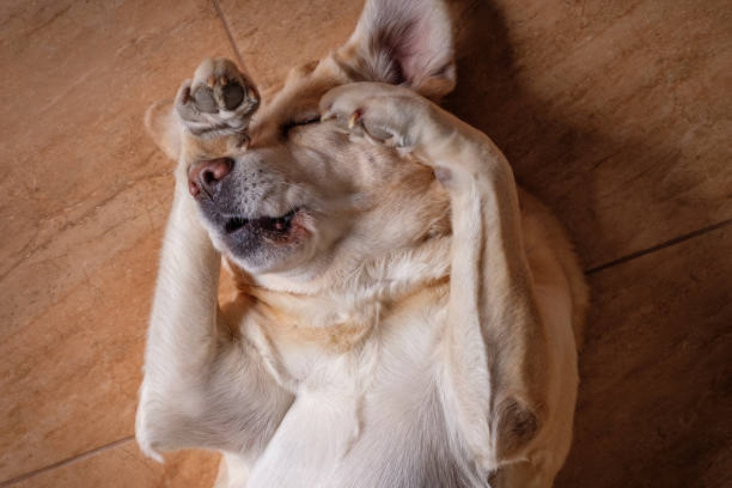 El extraño ritual de los perros antes de dormir: ¿instinto, protección o algo más?
