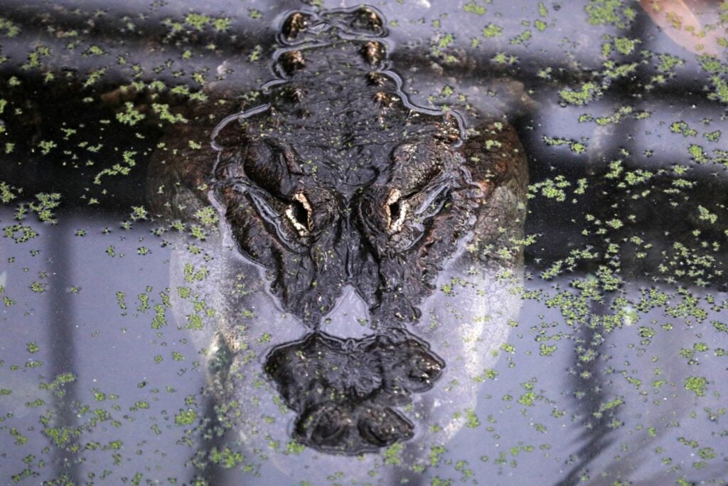 Increíble: Una ciudad de América Latina donde los caimanes acechan en las alcantarillas