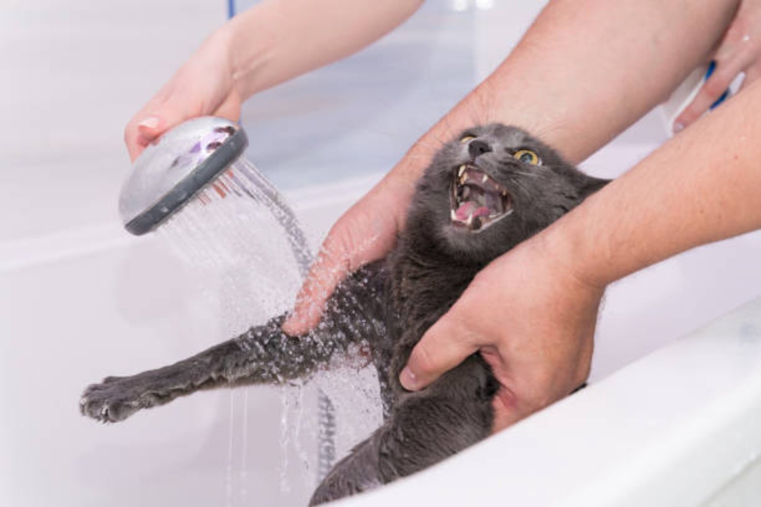 ¿Somos los únicos conscientes? La evidencia que sugiere que los animales también lo son