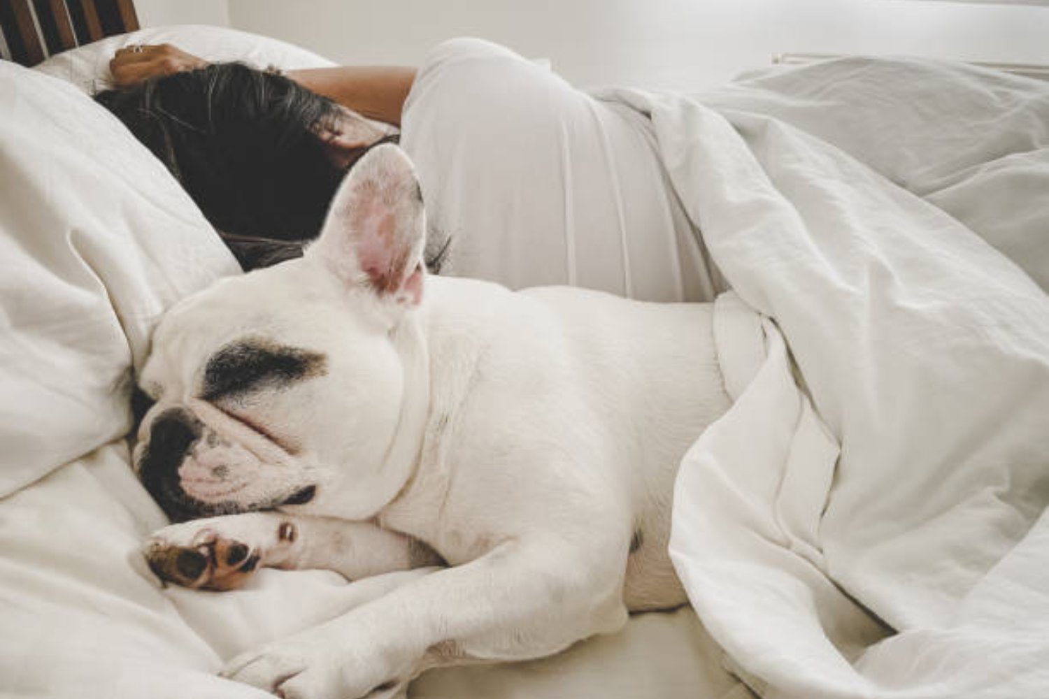 El extraño ritual de los perros antes de dormir: ¿instinto, protección o algo más?