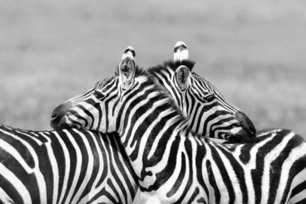 ¿Somos los únicos conscientes? La evidencia que sugiere que los animales también lo son