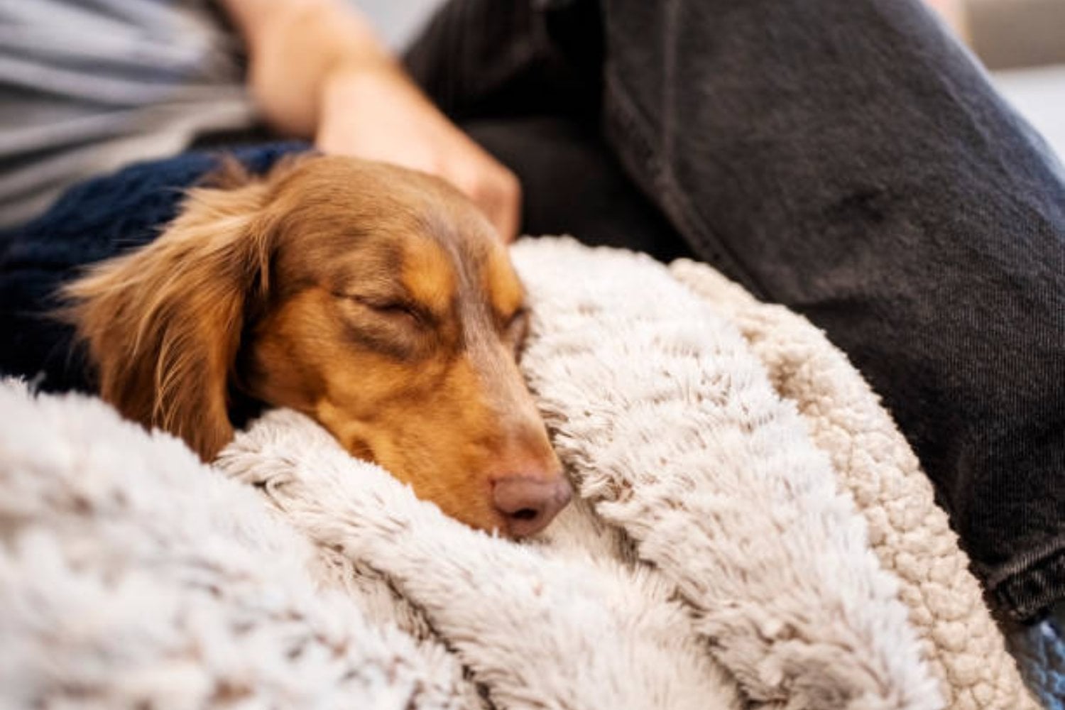 El extraño ritual de los perros antes de dormir: ¿instinto, protección o algo más?