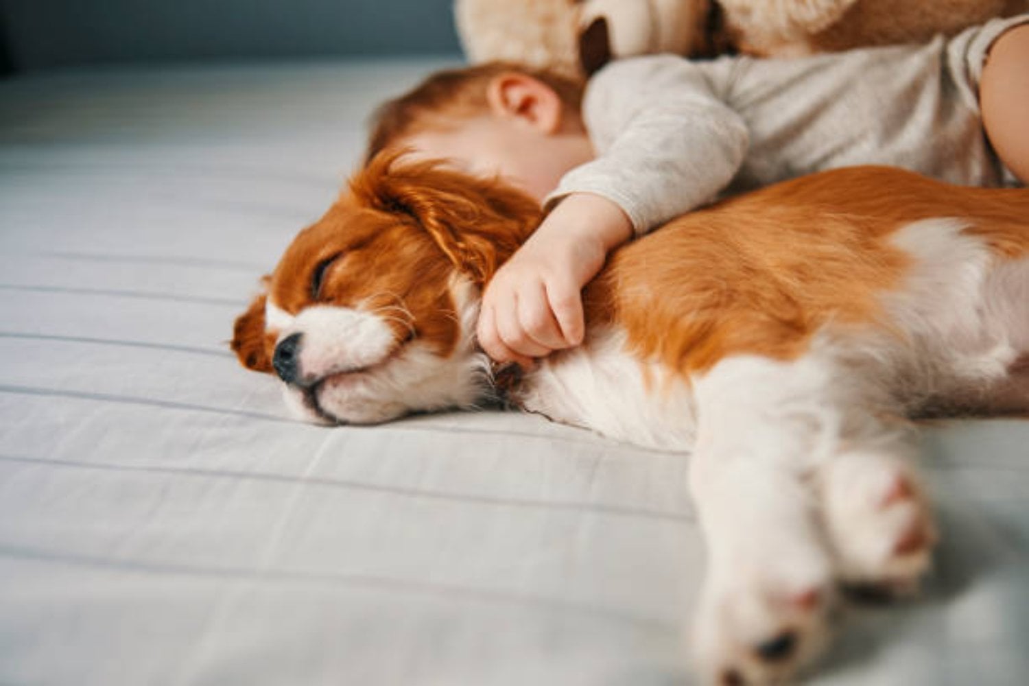 El extraño ritual de los perros antes de dormir: ¿instinto, protección o algo más?