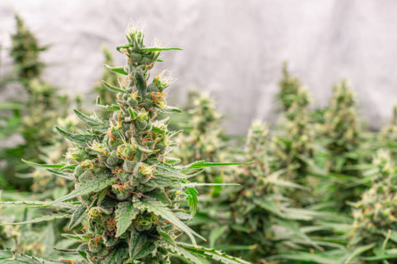 La cara oculta del aceite de cannabis: Una posible amenaza para los bebés en gestación