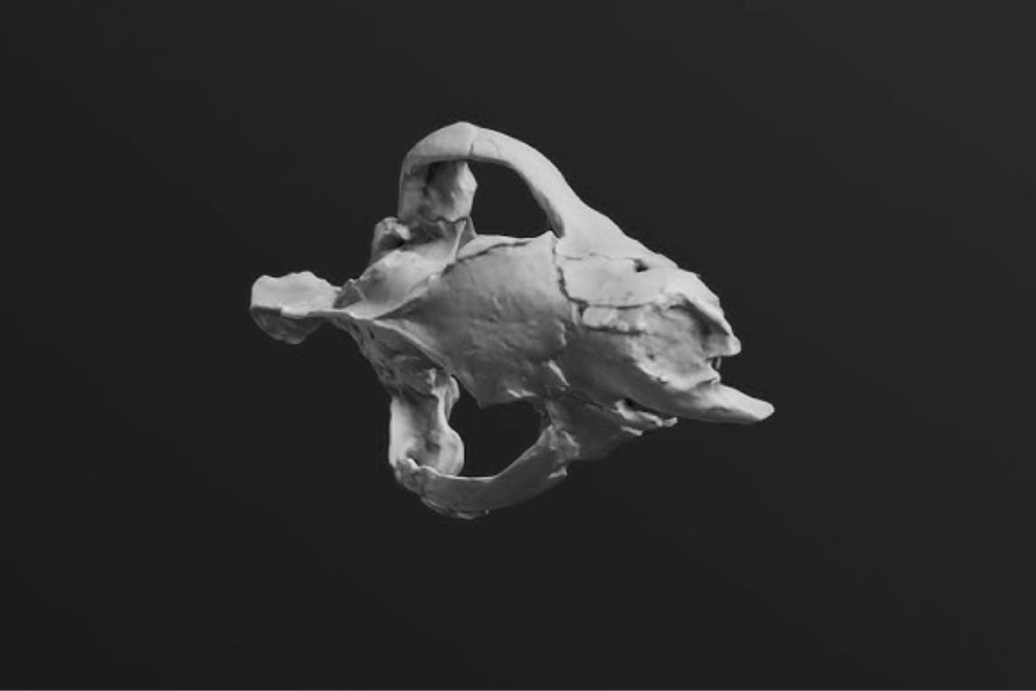 Un fósil depredador en Egipto desafía lo que sabemos sobre la evolución de los carnívoros