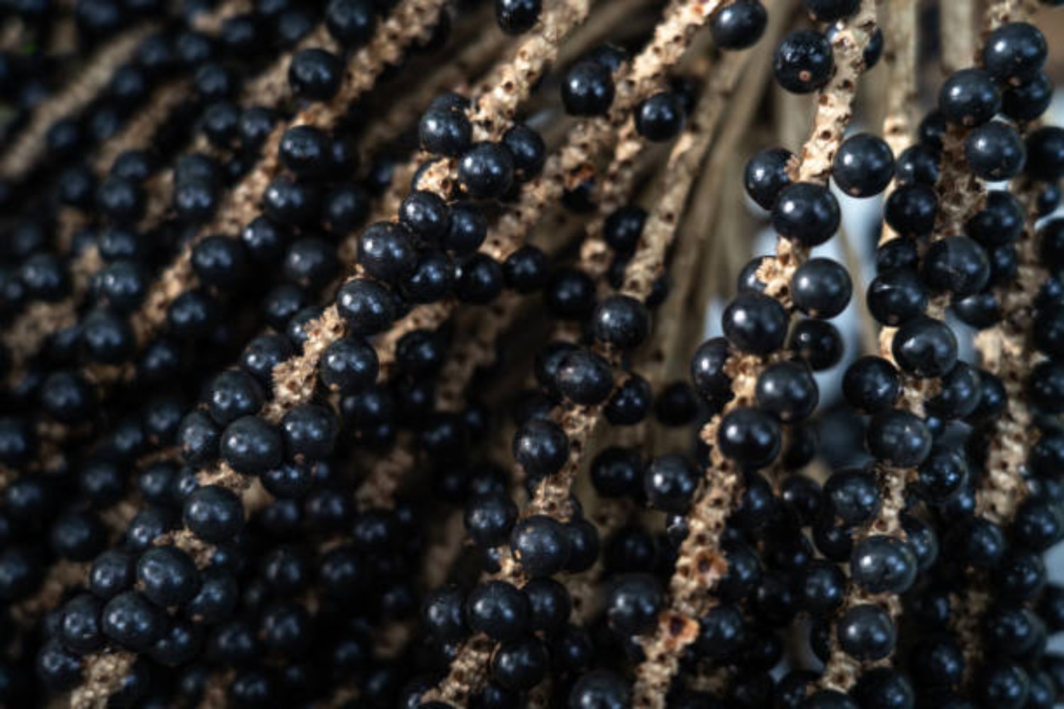 El açaí: la fruta que protege tus articulaciones y combate la inflamación