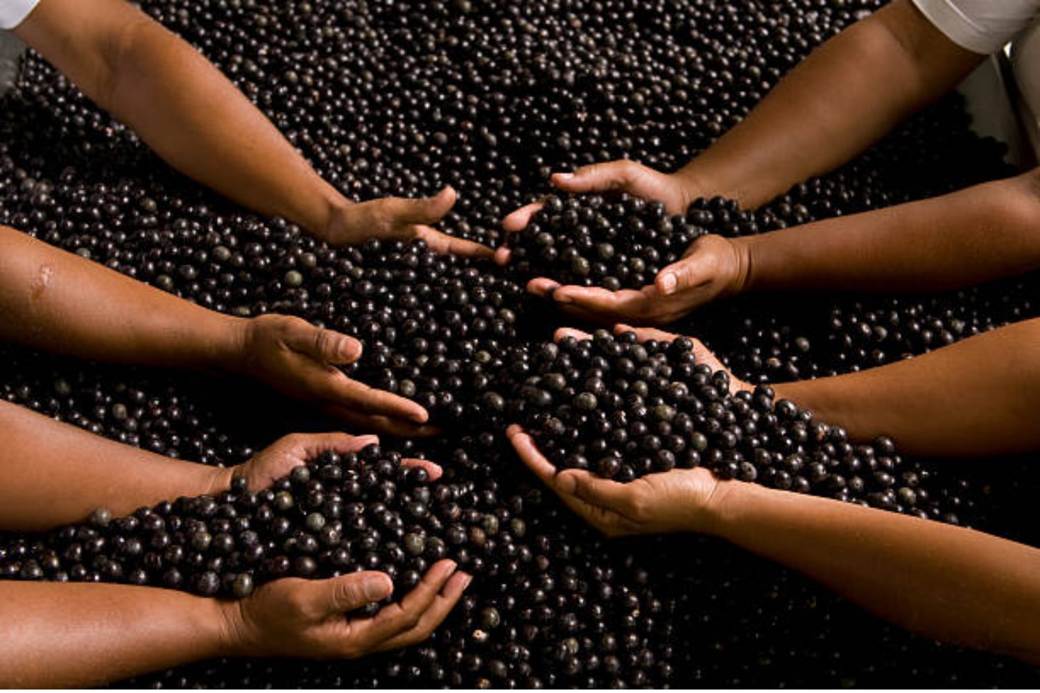 El açaí: la fruta que protege tus articulaciones y combate la inflamación