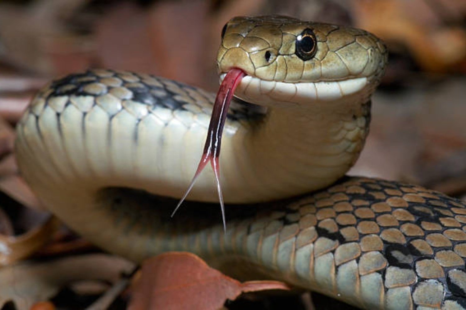 Los 10 animales más letales del planeta, según la inteligencia artificial