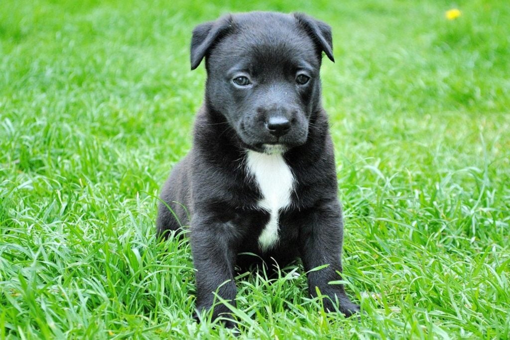 Perro Solo En Casa