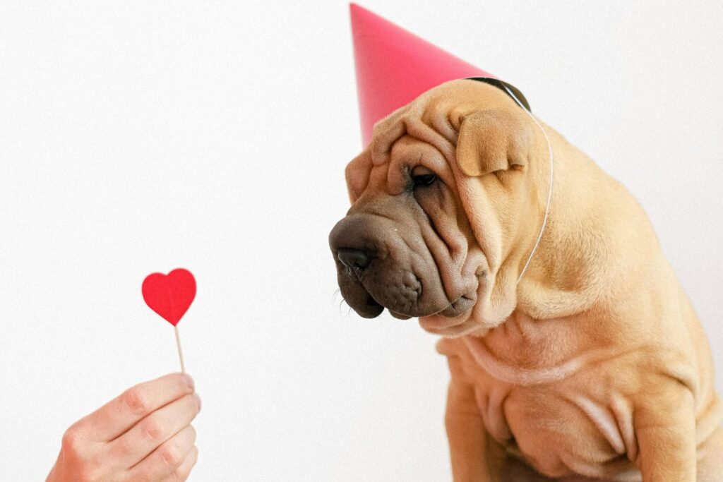 Alimentos Naturales Para Perros