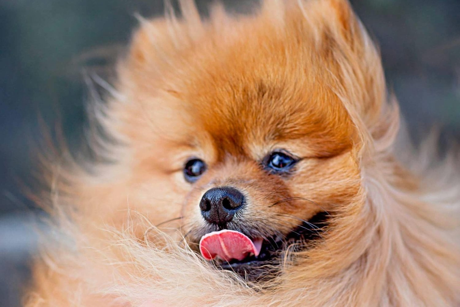 Alimentos Naturales Para Perros