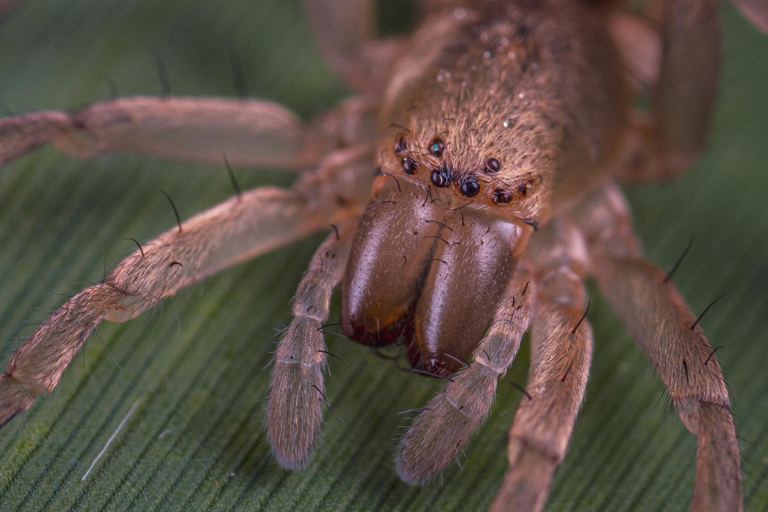 Araña Gigante En Europa