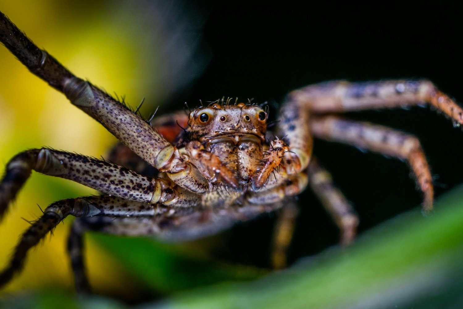 Araña Gigante En Europa