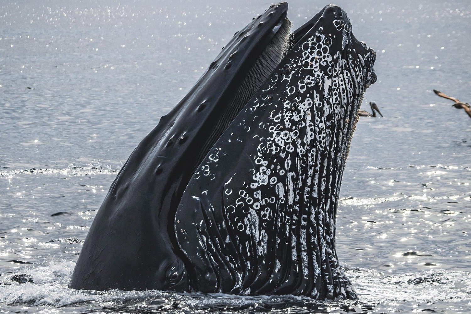 Ballena Jorobada