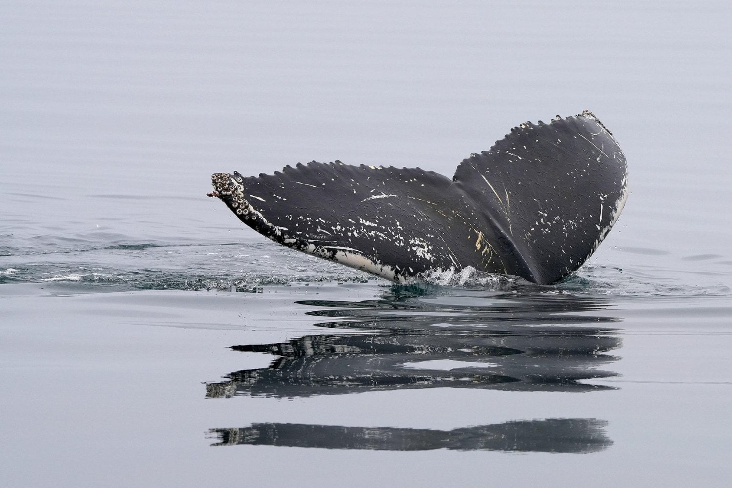 Ballenas Patagonia