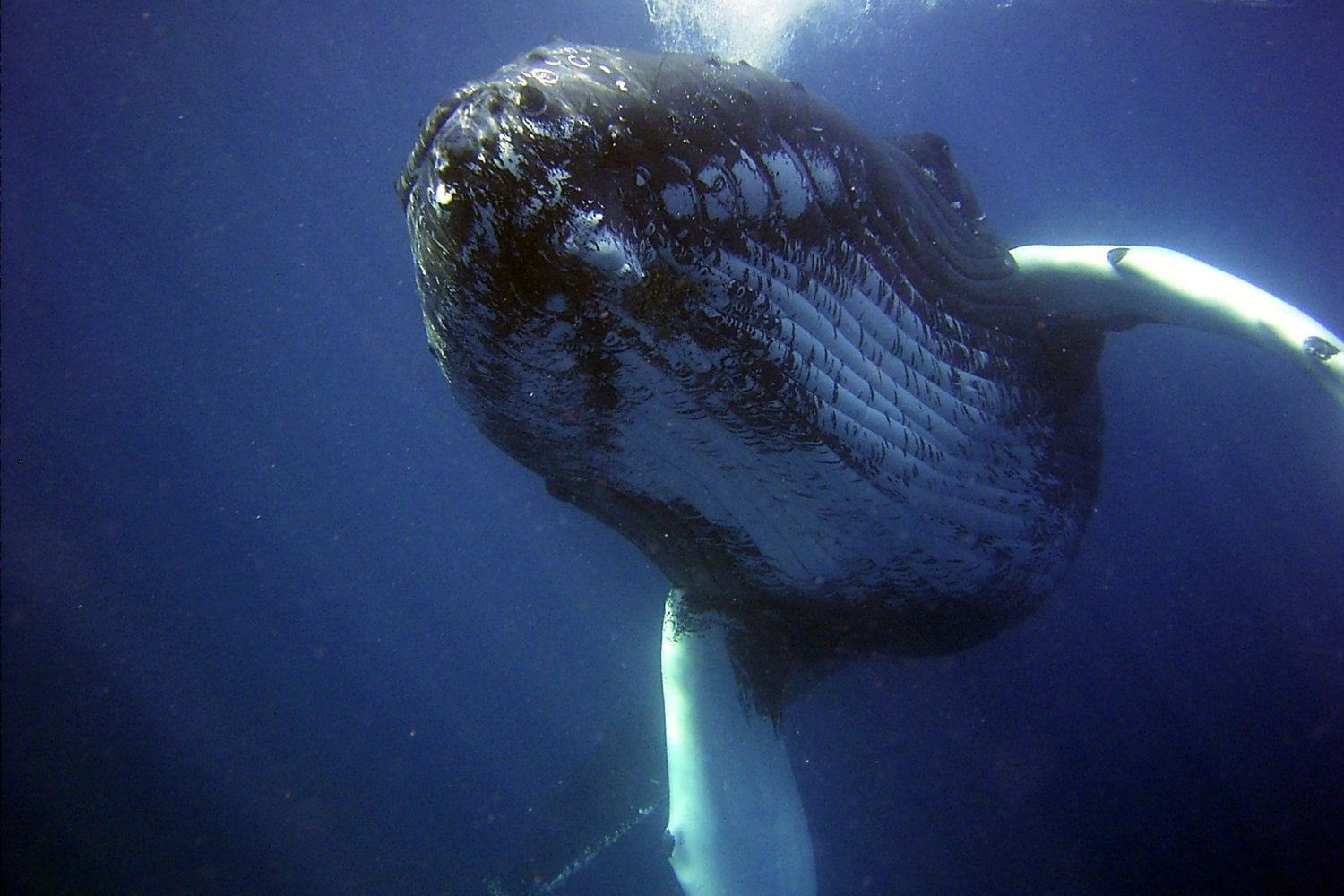Ballenas Patagonia