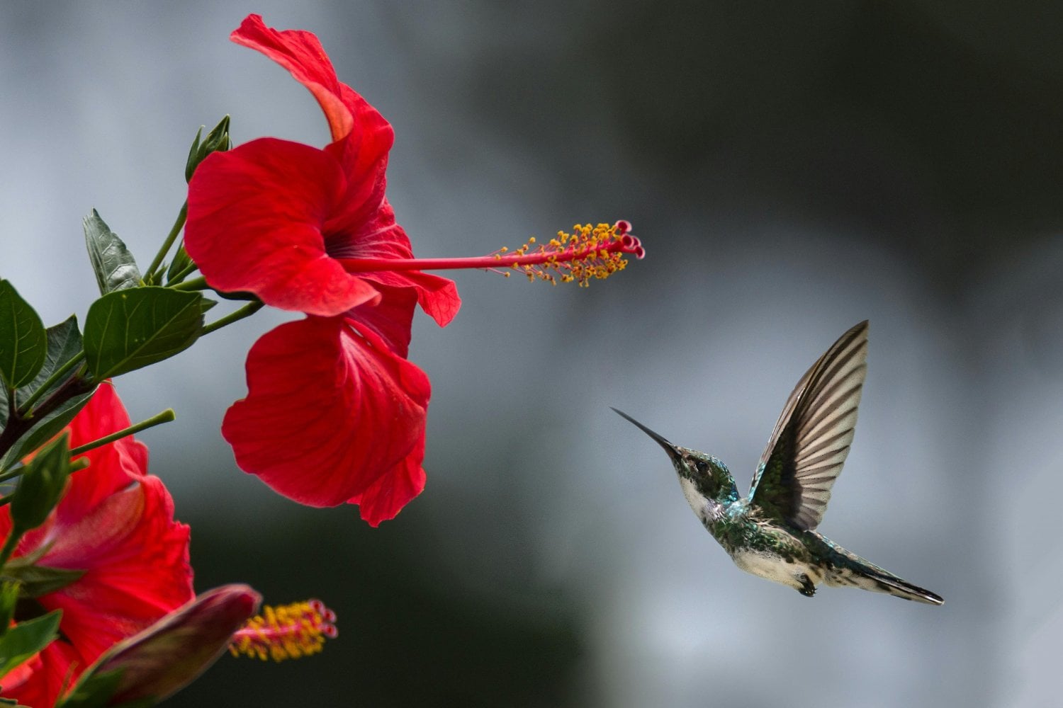 Colibri