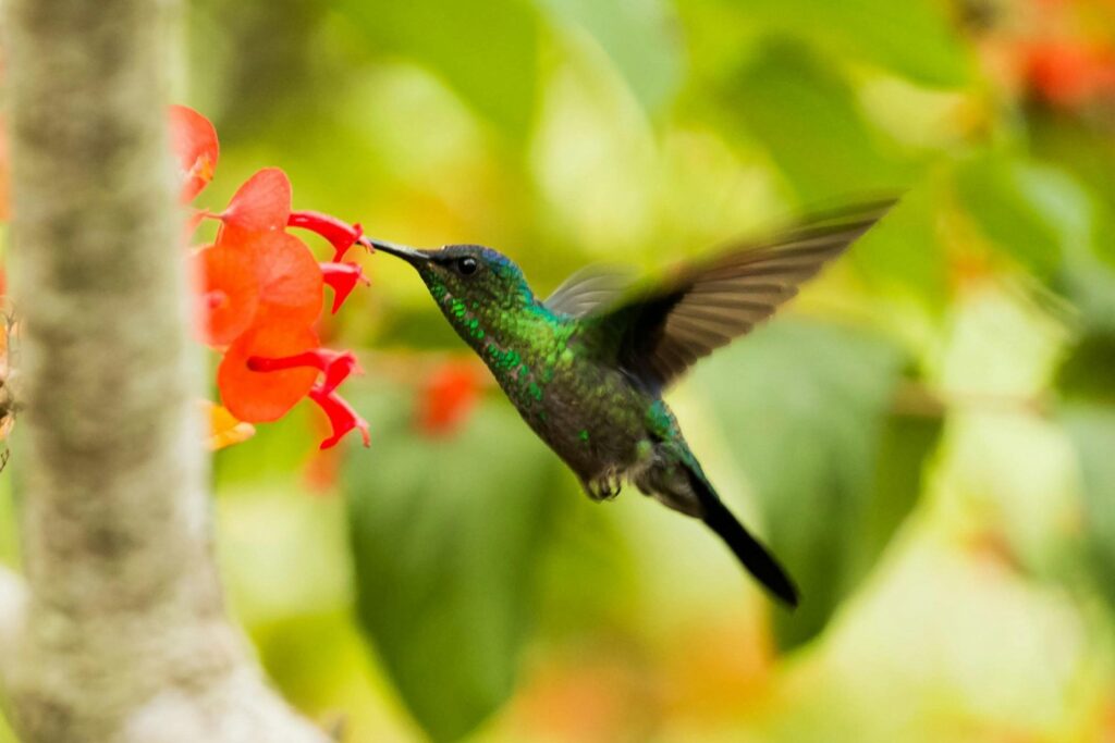 Colibri