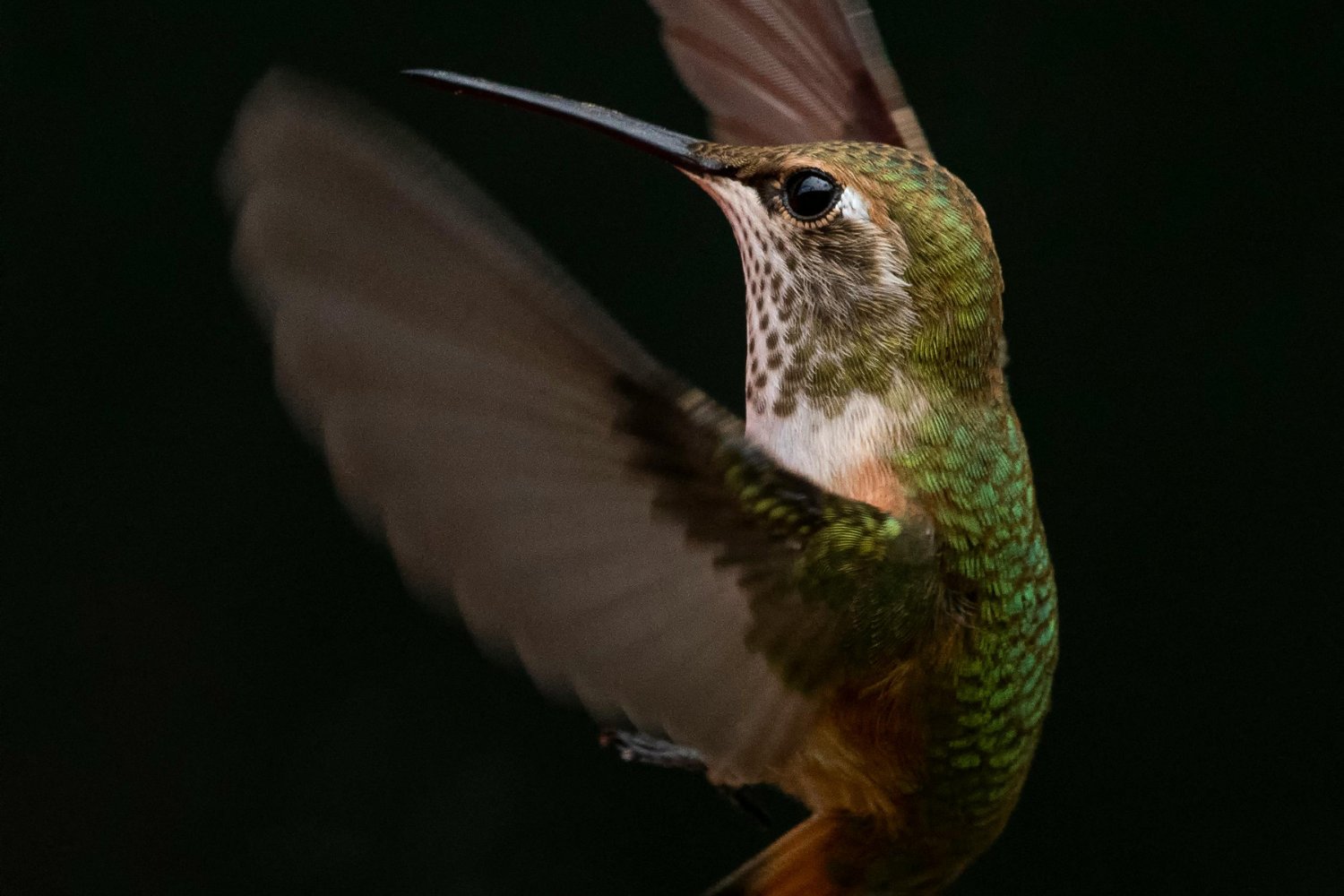 Colibri