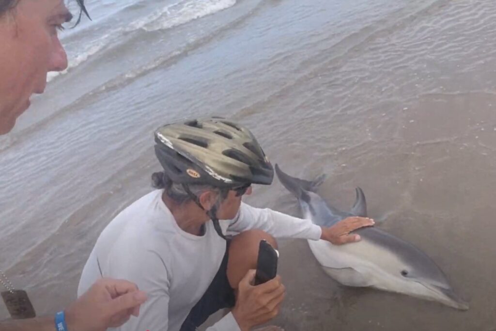 Influencer Rescata Delfin