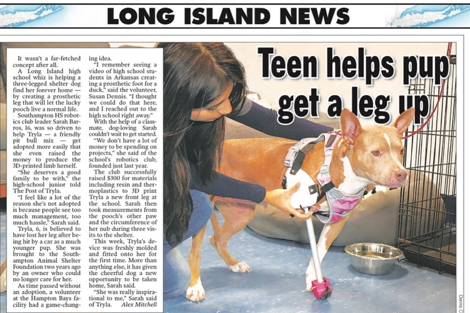 Protesis 3d Perro Rescatado