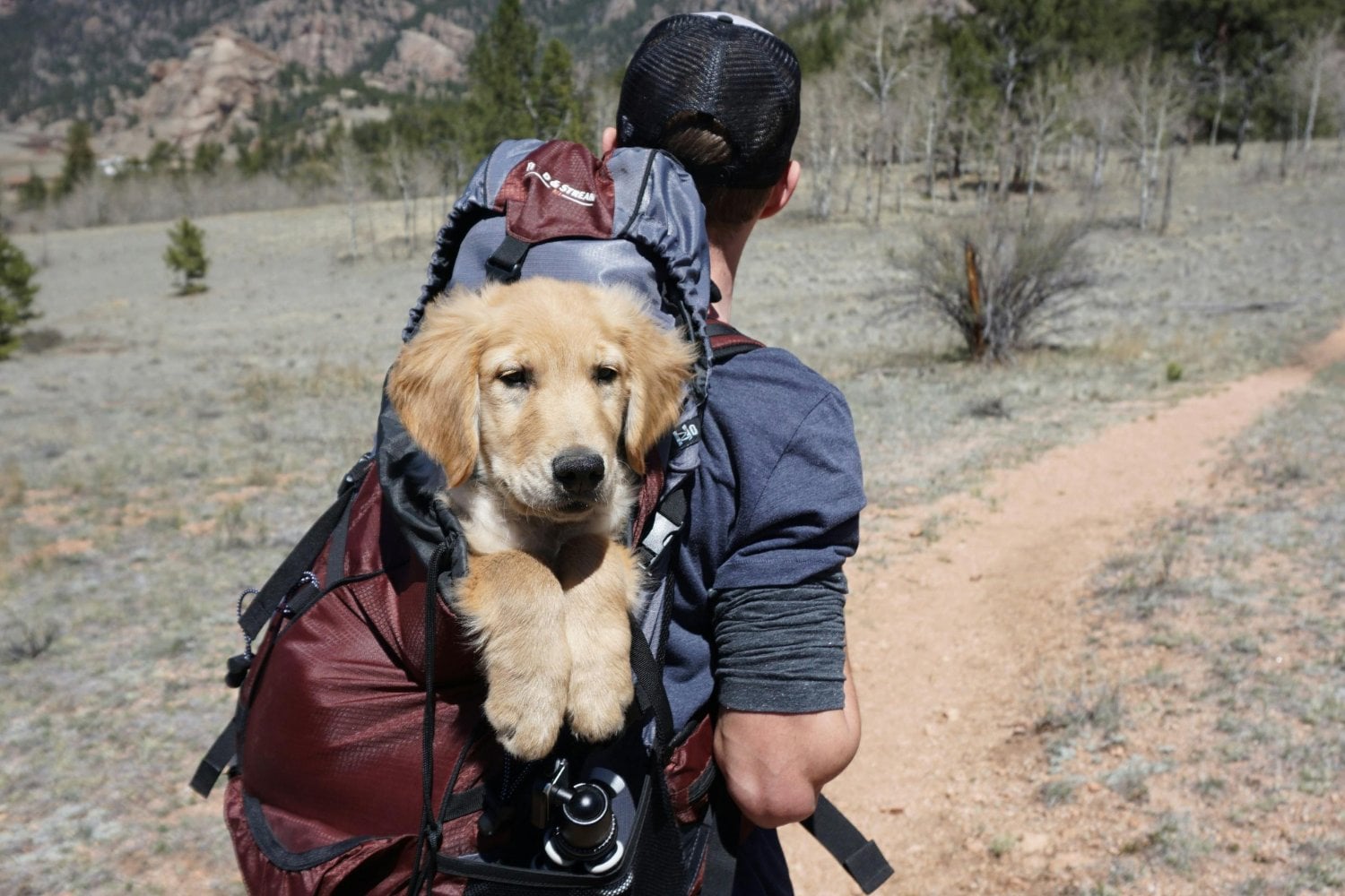 Viajar Con Mascotas