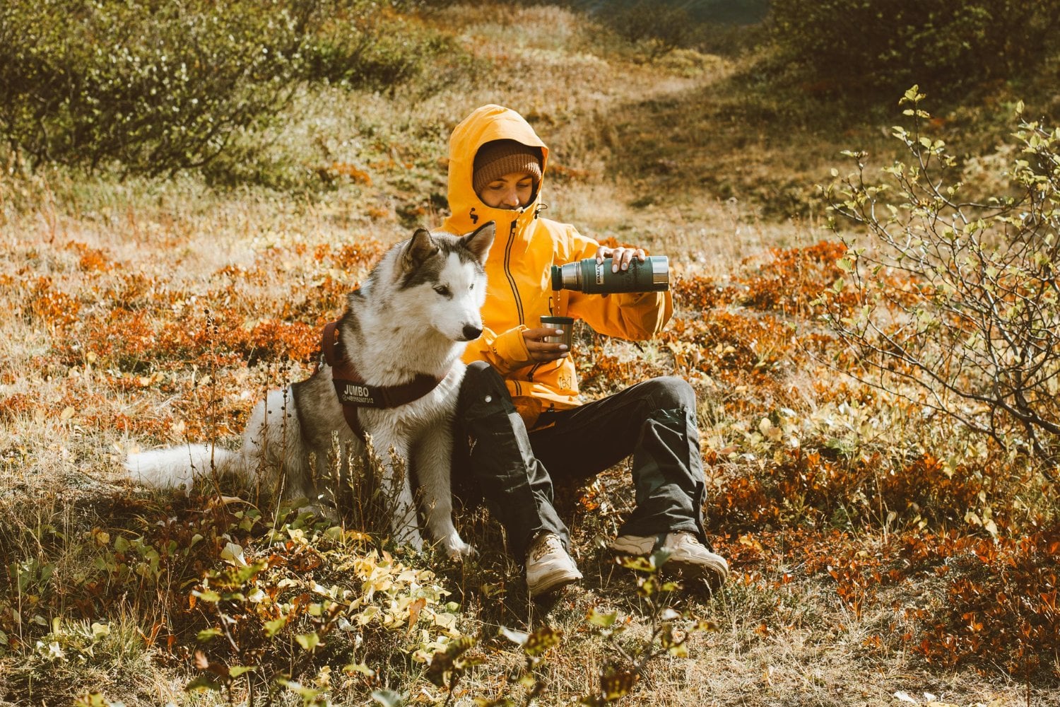 Viajar Con Mascotas