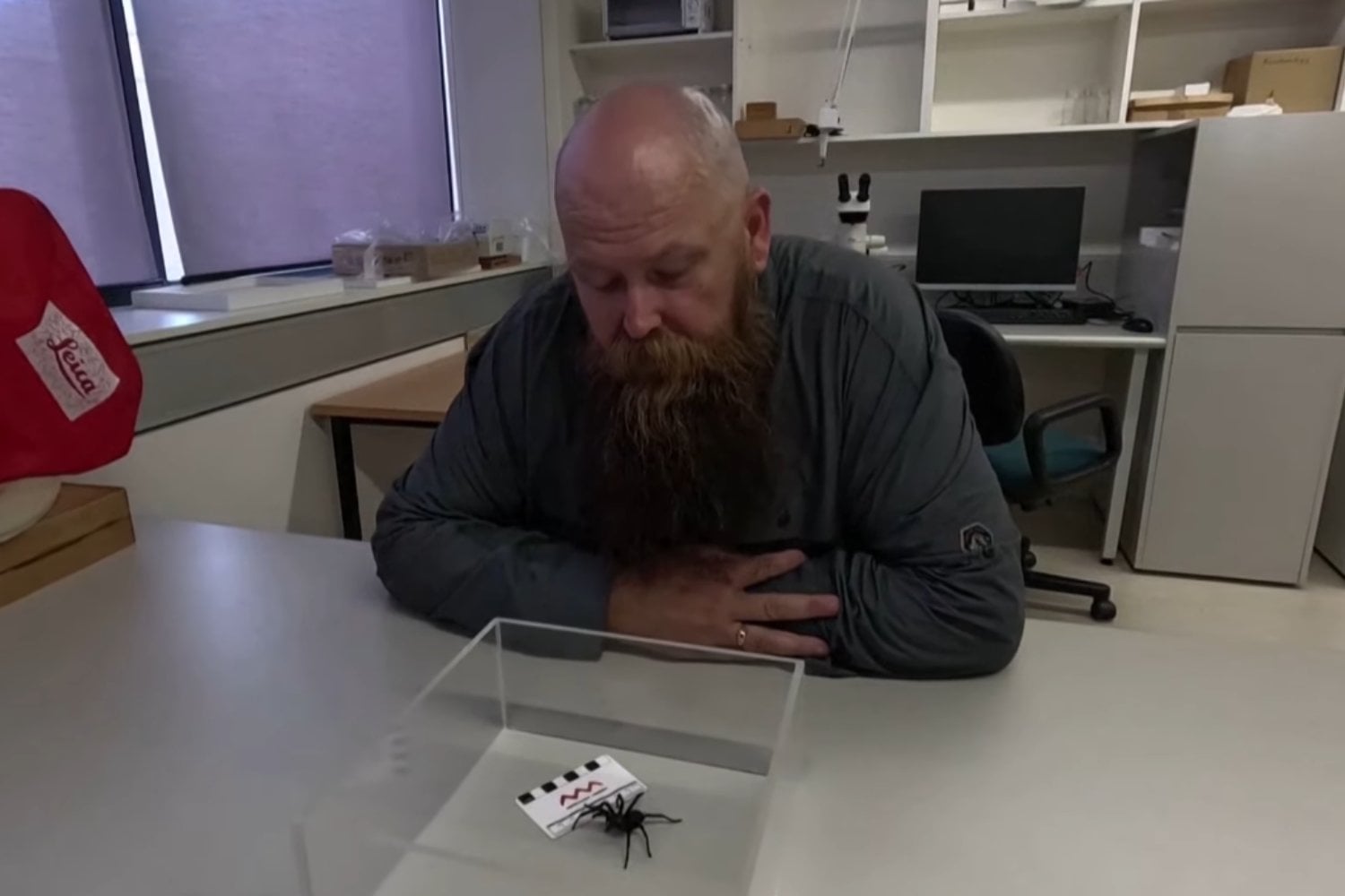 Big Boy Araña