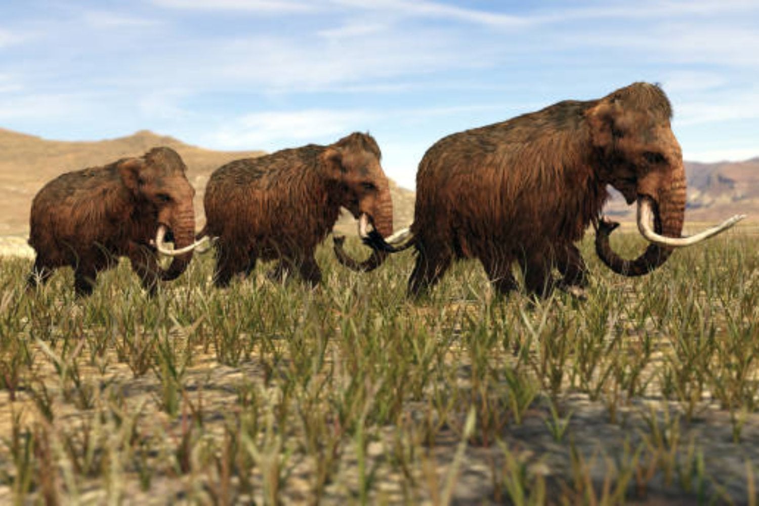 La ciencia desafía la extinción: crean ratones con el pelo de los mamuts