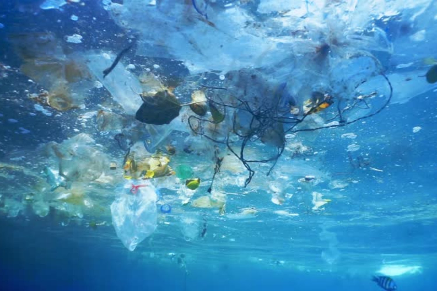 El secreto del plástico que desaparece en el mar: un avance japonés que cambiará todo