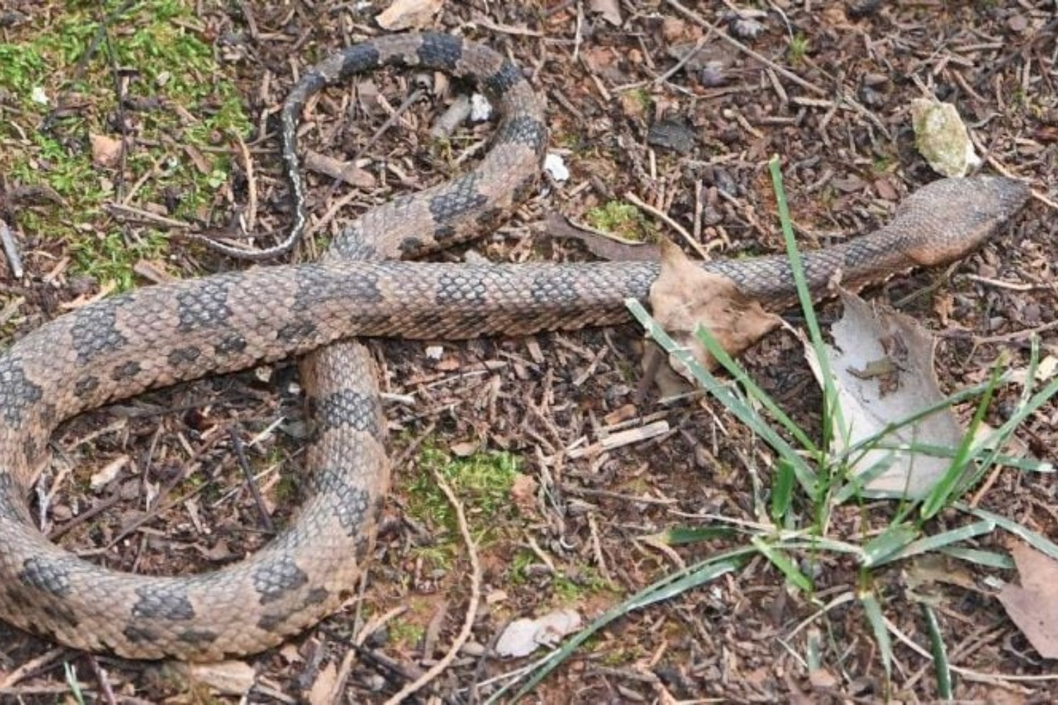 Una serpiente desconocida emerge en las montañas de China: ¿qué esconde esta nueva especie?