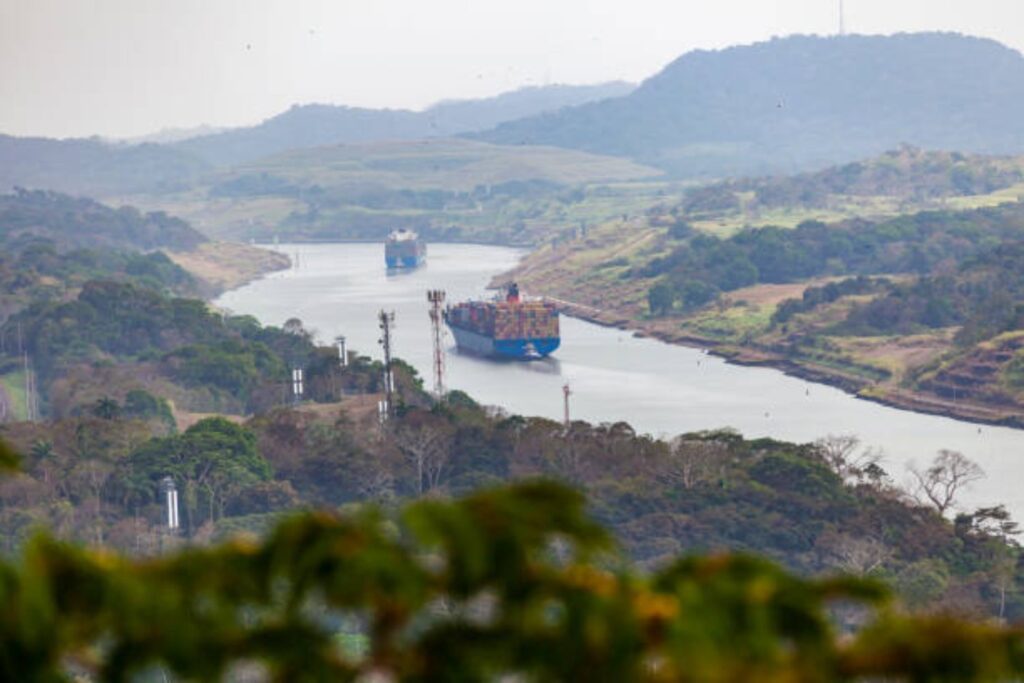 Algo inquietante está ocurriendo en el Canal de Panamá: gigantes depredadores como el sabalo del pacífico han tomado el control