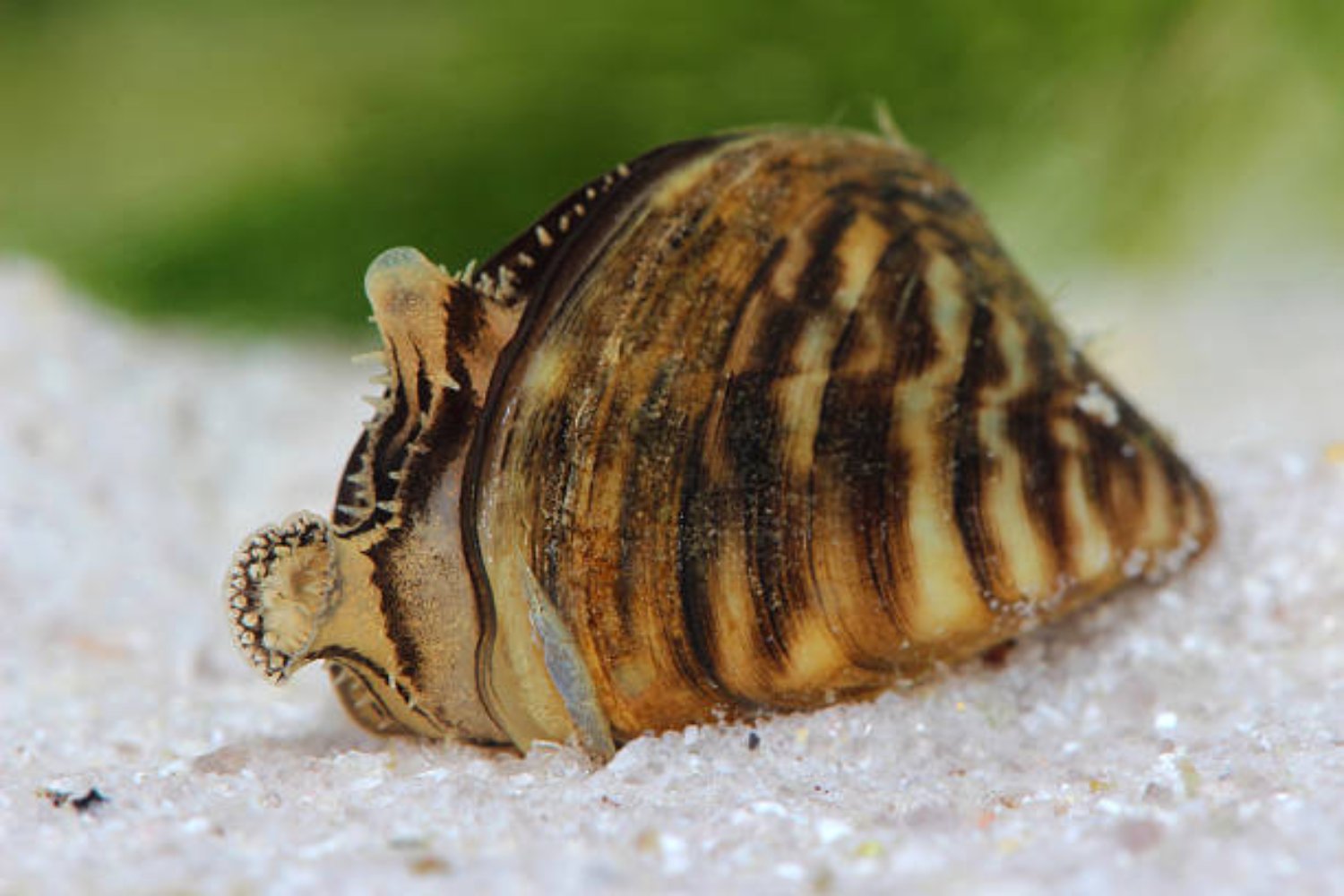 El pequeño invasor que pasa desapercibido... pero podría costarle miles de millones en España