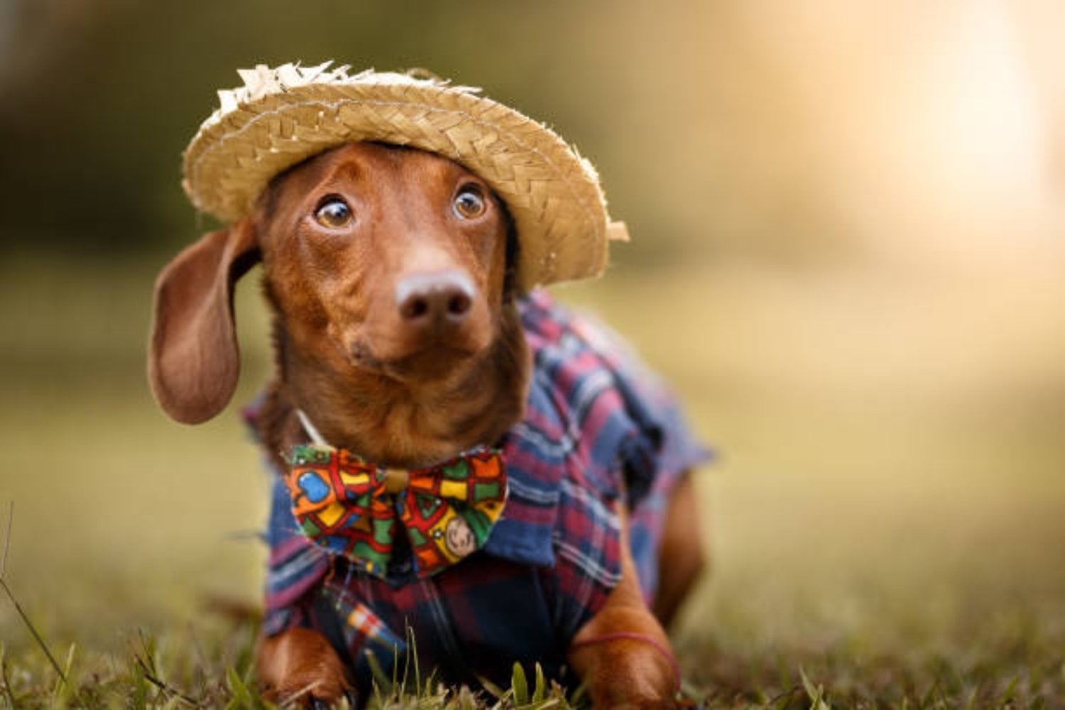 ¿Por qué tratamos a nuestras mascotas como si fueran personas? Esto dice la psicología
