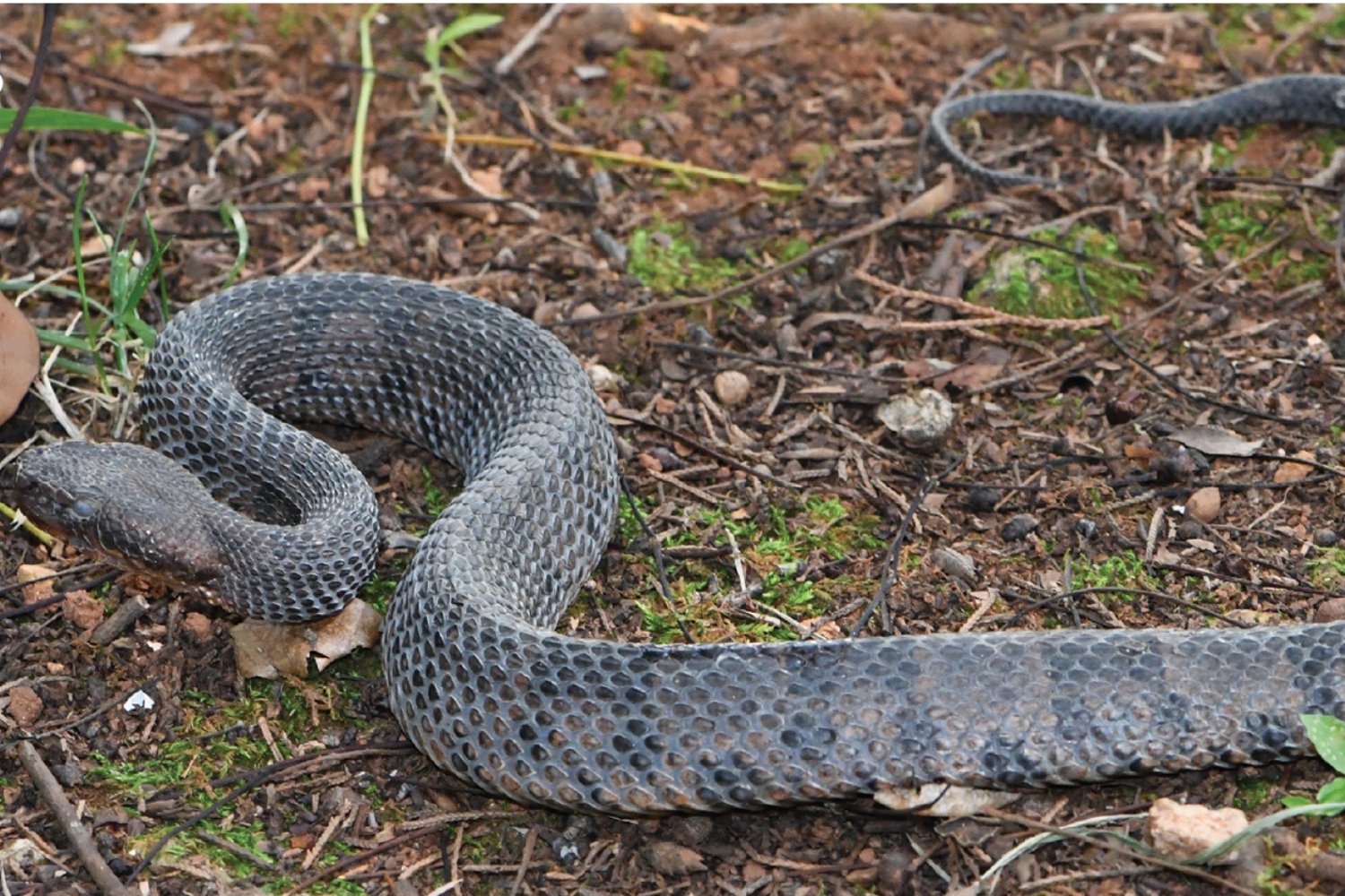 Una serpiente desconocida emerge en las montañas de China: ¿qué esconde esta nueva especie?