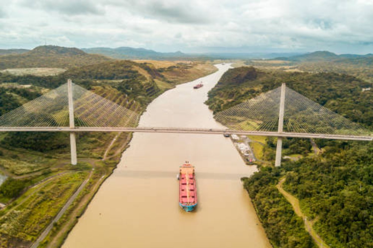 Algo inquietante está ocurriendo en el Canal de Panamá: gigantes depredadores como el sabalo del pacífico han tomado el control