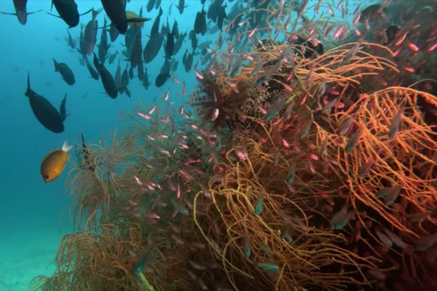 Alga Marina: El misterioso clon submarino que podría ser el organismo más grande del mundo