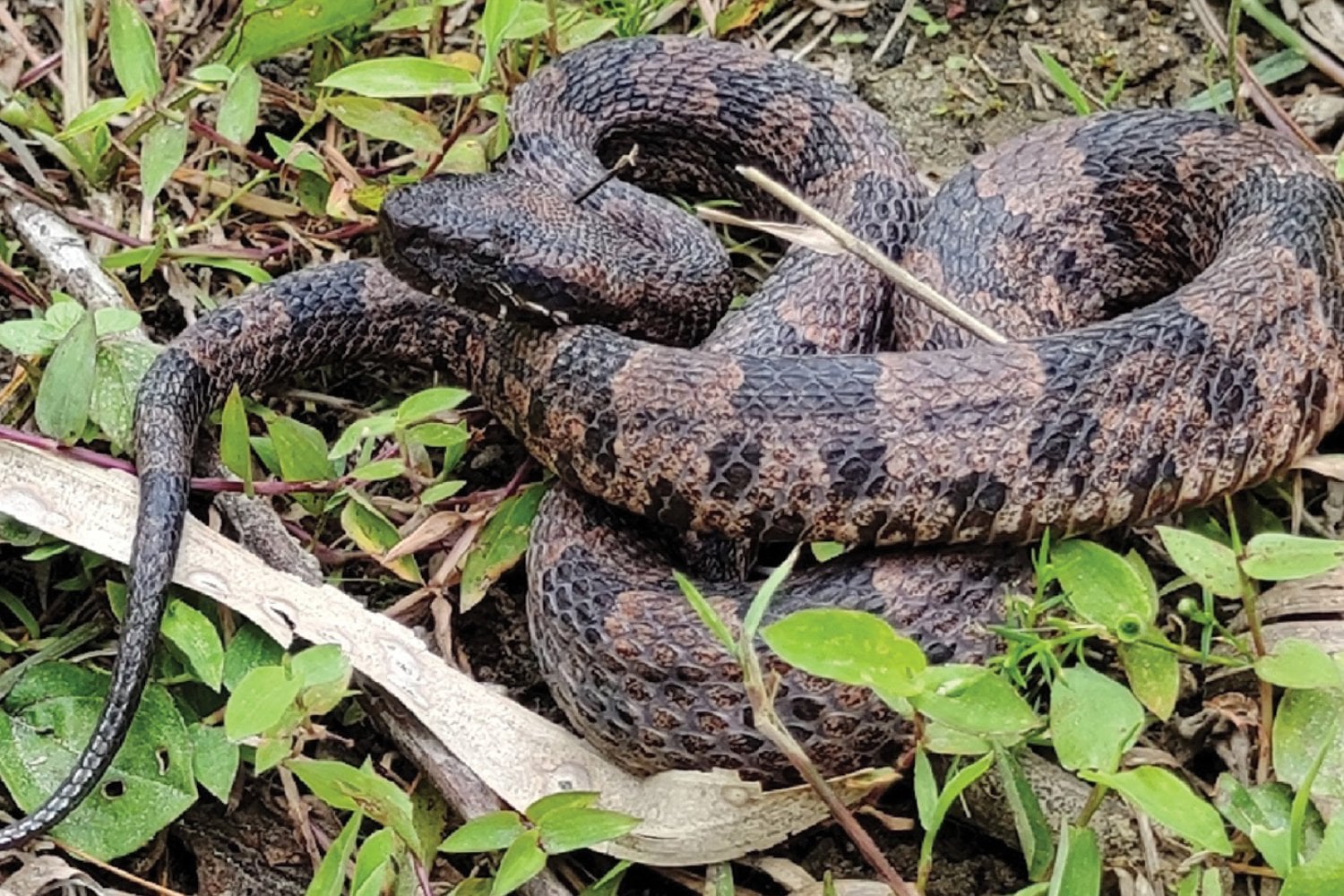 Una serpiente desconocida emerge en las montañas de China: ¿qué esconde esta nueva especie?