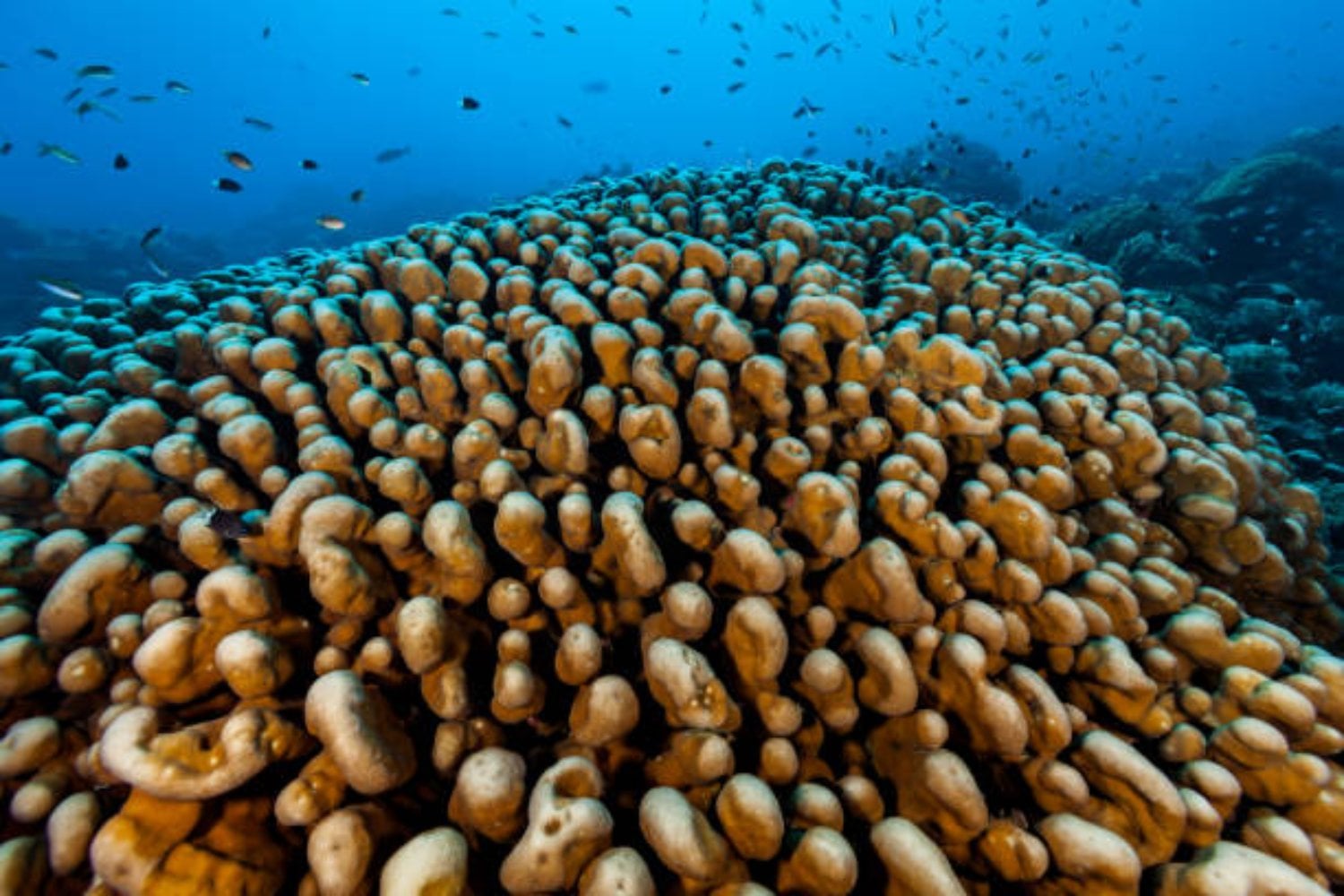El gigante oculto del océano: el ser vivo más grande del mar que ha sobrevivido tres siglos, Pavona clavus