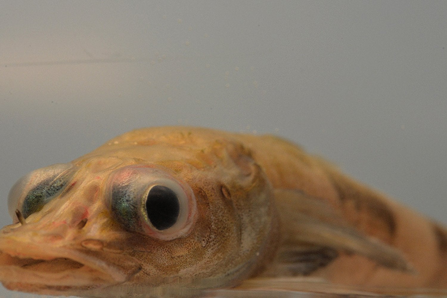 El pez que no debería existir: revelan en la Antártida una especie que reescribe la historia evolutiva