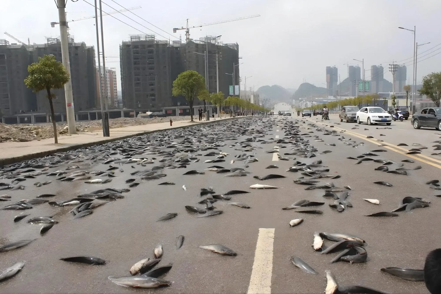 El misterioso fenómeno de los peces que caen del cielo: ¿milagro, ciencia o algo más?