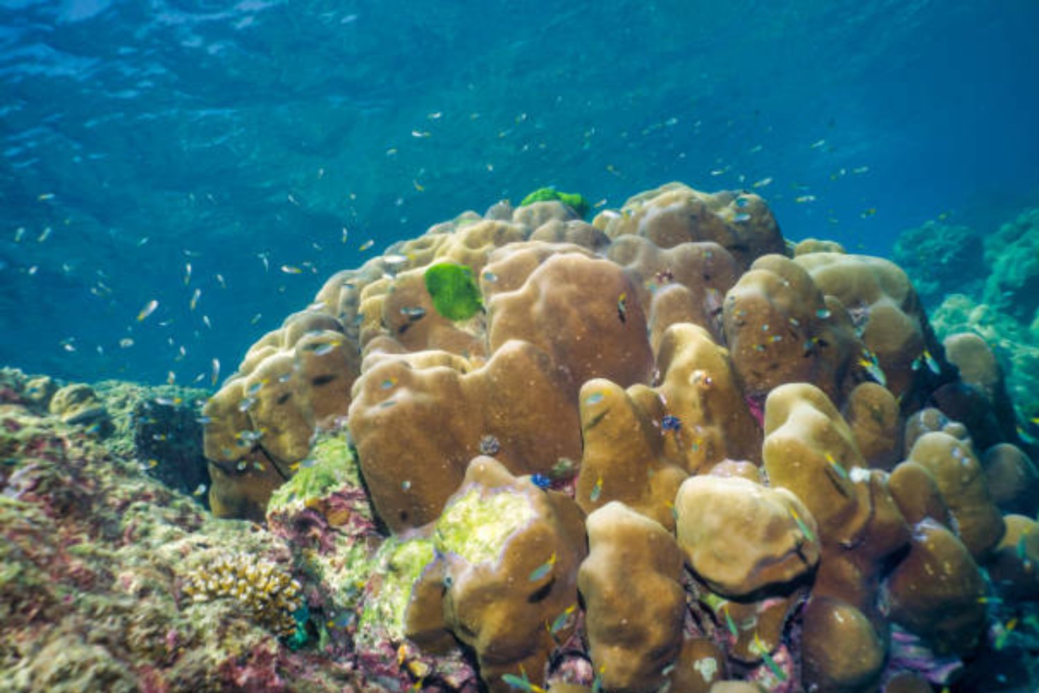 El gigante oculto del océano: el ser vivo más grande del mar que ha sobrevivido tres siglos, Pavona clavus