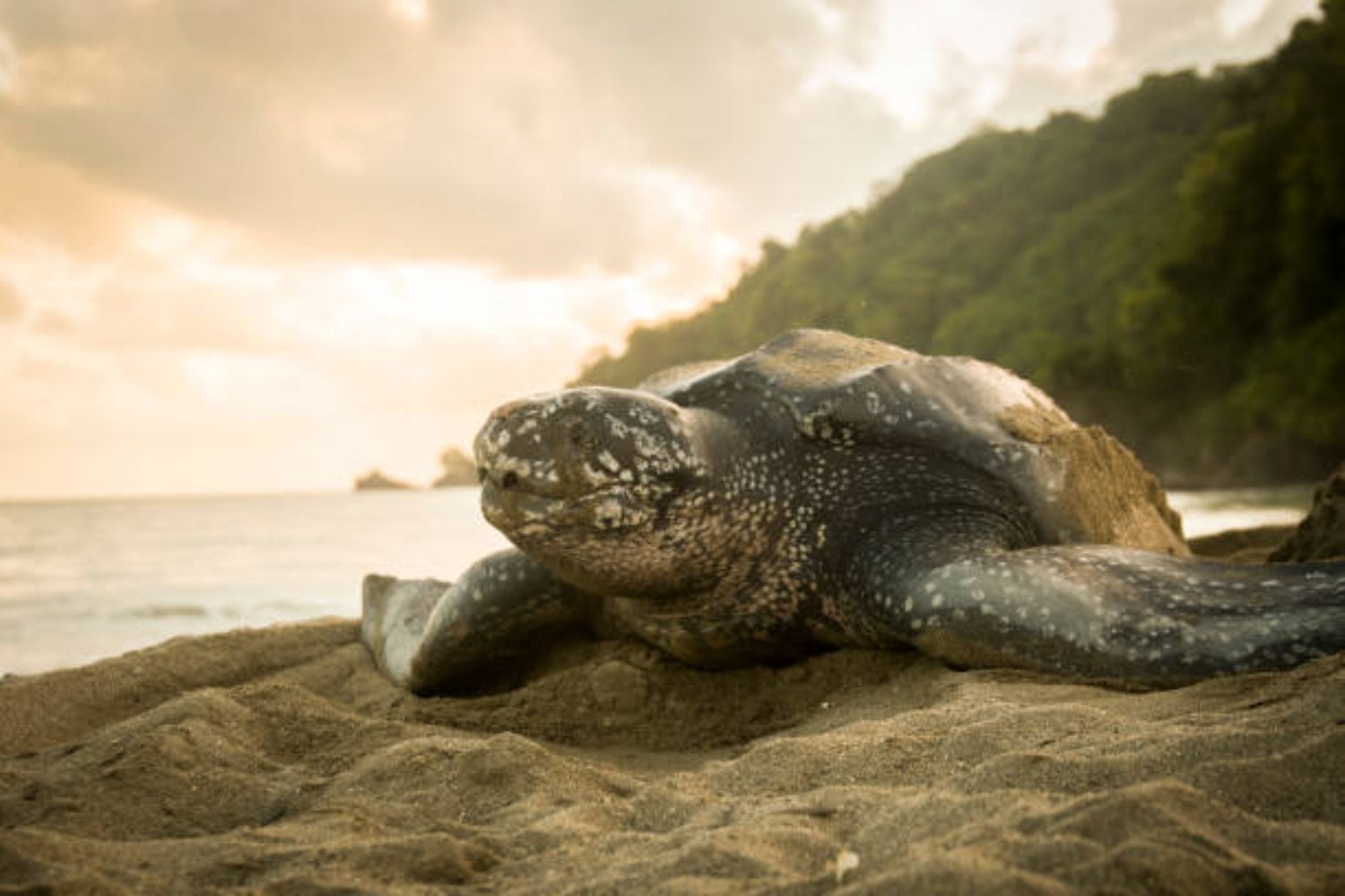 Cuenta regresiva para la extinción: las especies que podrían desaparecer antes de 2050