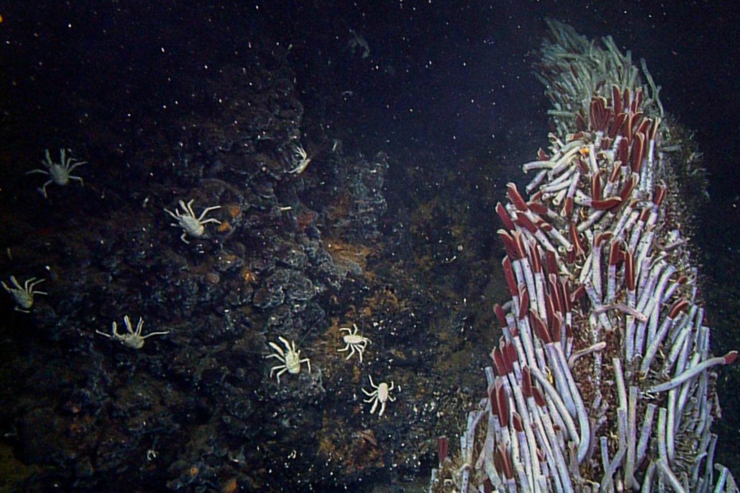 Descubrimiento impactante: encuentran gusanos gigantes bajo la corteza terrestre
