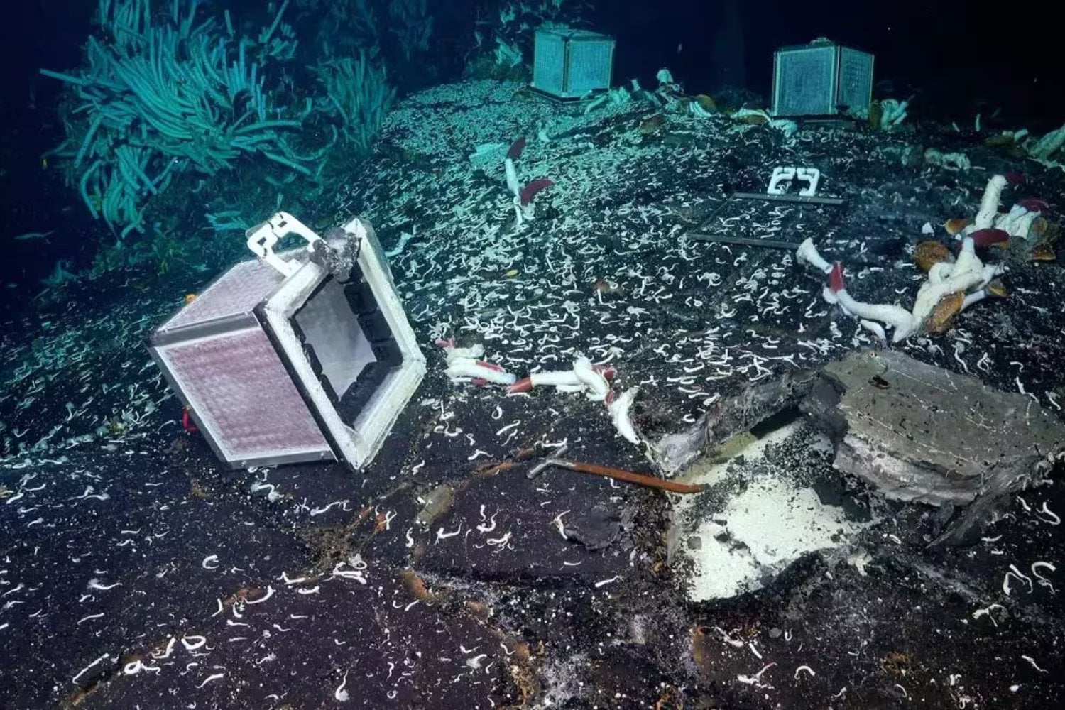 Descubrimiento impactante: encuentran gusanos gigantes bajo la corteza terrestre