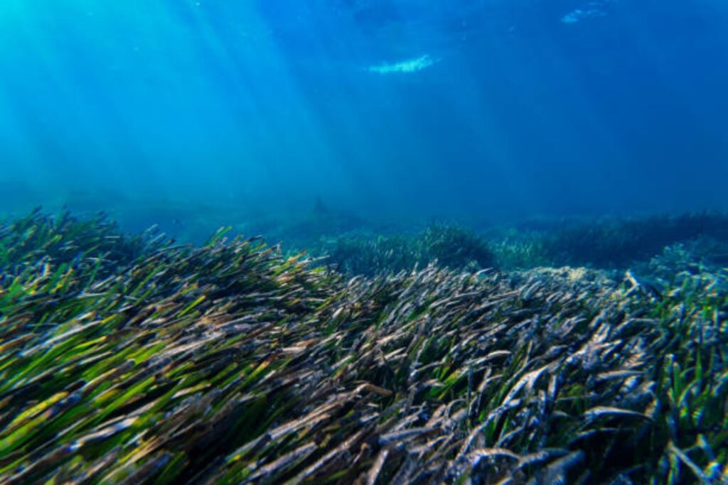 El secreto mejor guardado del Mediterráneo: la planta más longeva del planeta vive en España
